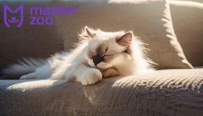 СМЕШНЫЕ ЖИВОТНЫЕ 2020 / ПРИКОЛЫ КОТЫ СОБАКИ, ЛУЧШИЕ ПРИКОЛЫ с Кошками и  Собаками Funny Cats - YouTube