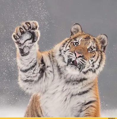Прикольные фото тигра 