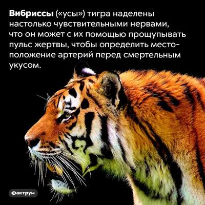Забавные и детализированные тигры и …» — создано в Шедевруме