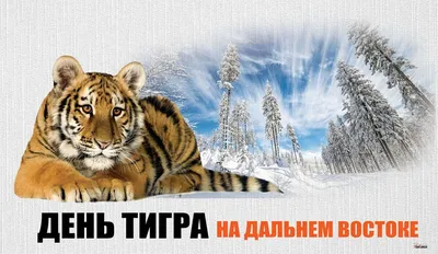 Интересные факты о Тиграх