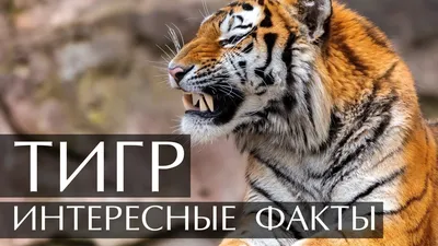 Жителям Владивостока предлагают выполнить необычные рисунки тигра