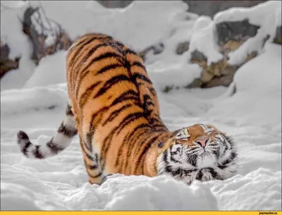 Смешное Движение Сибирского Тигра — стоковые фотографии и другие картинки  Без людей - Без людей, Большая кошка, Выражение лица - iStock