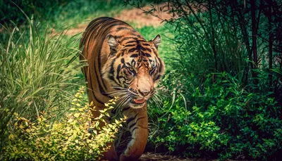 Открытки с тигром прикольные - 66 фото