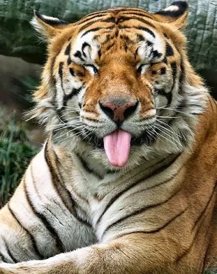 Смешной мультяшный тигр - 70 фото