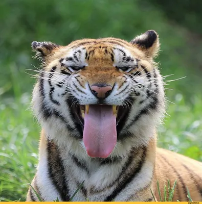 Милые опасные красивые симпатичные фотоснимки тигра пряча лежа и играя в  тени Стоковое Фото - изображение насчитывающей бенина, развилки: 121044696