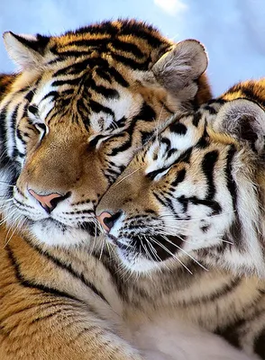История про Тигра 😊 | \"Интересные истории про животных\" | Дзен
