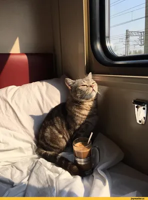 Доширак :: поезд :: взгляд :: Mash_ust :: котэ (прикольные картинки с  кошками) / смешные картинки и другие приколы: комиксы, гиф анимация, видео,  лучший интеллектуальный юмор.