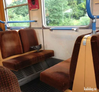 Плацкарт в поезде смешные (9 фото) - фото - картинки и рисунки: скачать  бесплатно