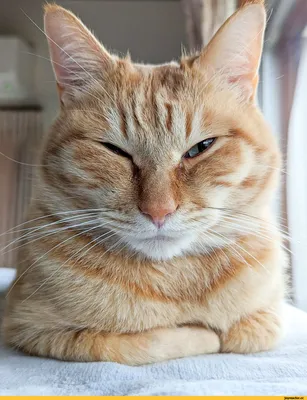 полосатый кот :: взгляд :: котэ (прикольные картинки с кошками) / смешные  картинки и другие приколы: комиксы, гиф анимация, видео, лучший  интеллектуальный юмор.