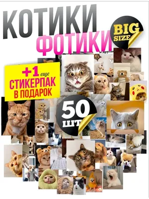 Прикольные картинки котов и кошек с надписями (65 фото)