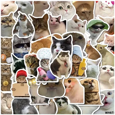Смешные коты и кошки картинки - 60 фото
