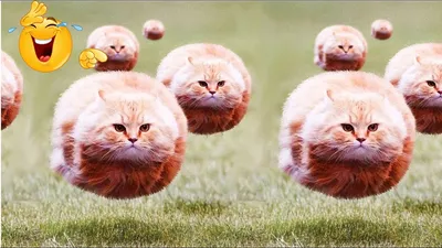 Прикольные кошки - 69 фото