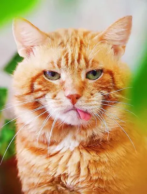 Большой рыжий кот | Котята, Смешные кошачьи мордашки, Рыжий кот