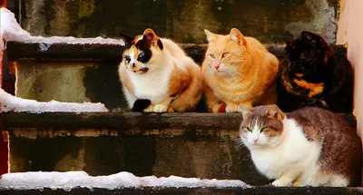 Как назвать рыжего котенка — мальчика или девочку: прикольные имена и  клички - Питомцы Mail.ru