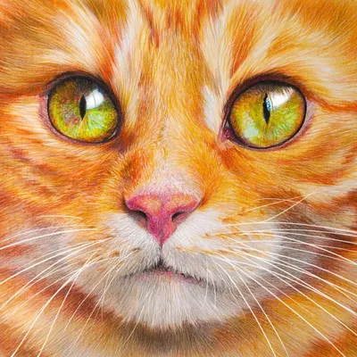 Рыжий котик | Кошачьи фотографии, Котенок, Милый кот
