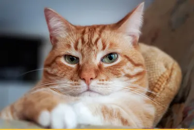 рыжий кот :: взгляд :: котэ (прикольные картинки с кошками) / смешные  картинки и другие приколы: комиксы, гиф анимация, видео, лучший  интеллектуальный юмор.