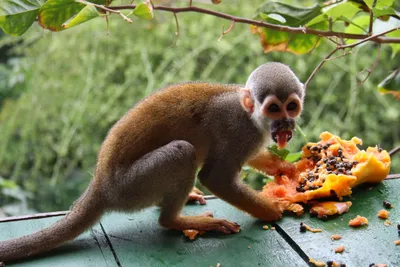 С Международным днем обезьян! | Пикабу