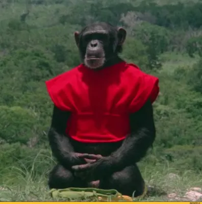 Приколы про обезьян. Амазонка, Бразилия. Tricks with monkeys. Amazon,  Brazil » uCrazy.ru - Источник Хорошего Настроения