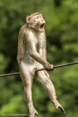 Смешные обезьяны макаки в Обезьян-лесе Редакционное Изображение -  изображение насчитывающей выражение, природа: 154073415