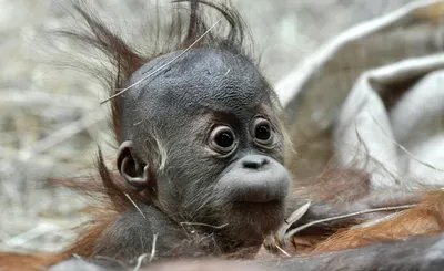Самец обезьяны на тросе — самое смешное фото дикой природы-2021