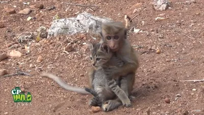 BB.lv: Банды диких обезьян орудуют в Таиланде (+ видео)