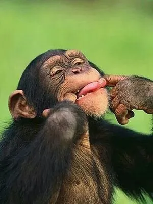 смешные обезьяны стоковое изображение. изображение насчитывающей рак -  69068295