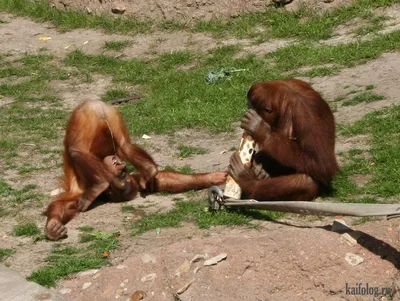Смешные животные обезьяны - 72 фото