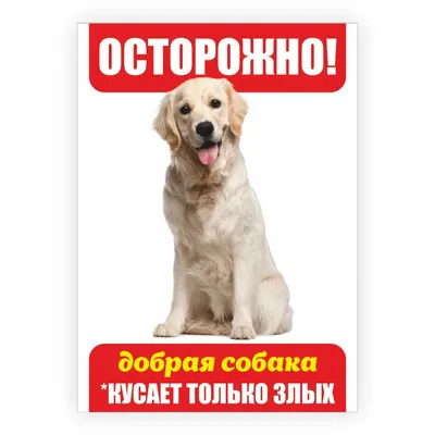 Анекдоты про собак и их хозяев. Часть 6. | akita_edition | Дзен