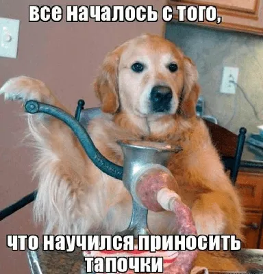 Смешные мемы про собак. | Море позитива:) | Дзен