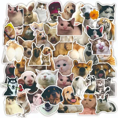 Лучшие идеи (58) доски «Мемы про собак» | мемы про собак, мемы, собаки