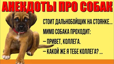 Как назвать кота и собаку - прикольные варианты | РБК Украина