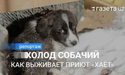 Как в Самаре ловят бездомных собак, видео - 9 февраля 2023 - 63.ru