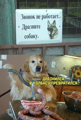 Видео: Как переживает зиму приют для бездомных собак «Хаёт» – Новости  Узбекистана – Газета.uz