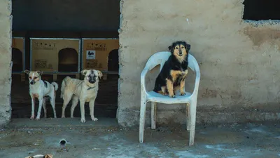 Самые нелепые фото собак, которые точно вас рассмешат