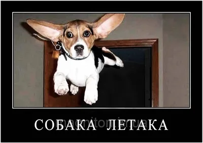 Магниты Приколы. Собака 1: продажа, цена в Днепре. Сувенирные и рекламные  магниты от \"Magniton ТМ\" - 501309304