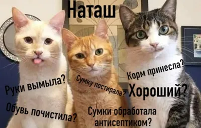 Смешные мемы с котами | Мемы, Смешные мемы, Котята