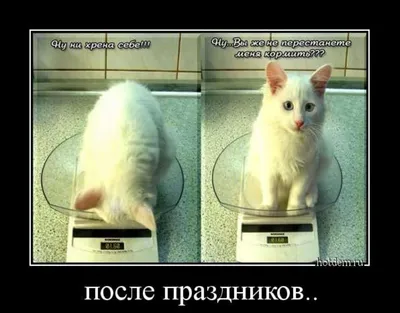 Мемы про котов. Выбор редакции | Мемы, Юмор про кошек, Смешные котята