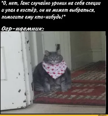 Жизненные мемы с котами на день. Найдется под любую ситуацию! | Krutye  puski | блог котов и их человеков | Дзен