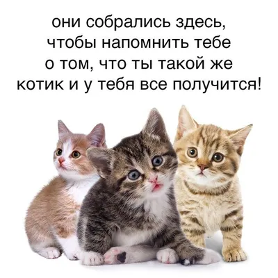 Мемы про биржу с котами