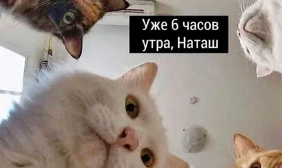 Мемы с котами 2022 - смешные картинки про войну, ВСУ и потери россии -  Телеграф