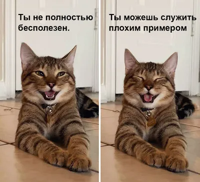 Смешные фото с котами