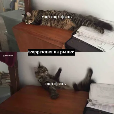 Смешные мемы про котов | Мемный Кот | Дзен