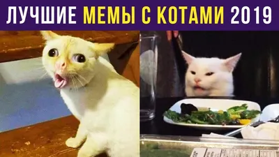 Приколы с котами. ХЛЕБАРСИК | Мемозг #266 - YouTube