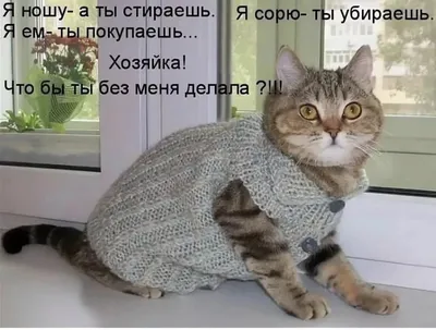 Лучшие мемы с котами, покорившие соцсети - Рамблер/субботний