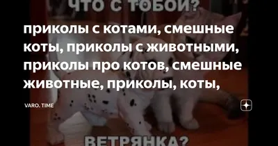 Мемы про котов | ФМЮИ | Дзен