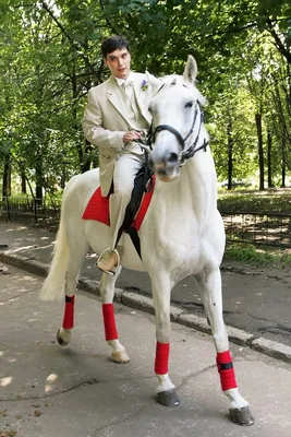 Принц на белом коне, как мечтает …» — создано в Шедевруме