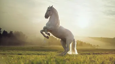 Природа фото лошадей 