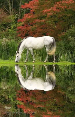 Лошади на природе - красивые фото