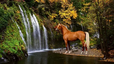 моря и реки | Белые лошади, Любовь лошадей, Фотографии лошадей