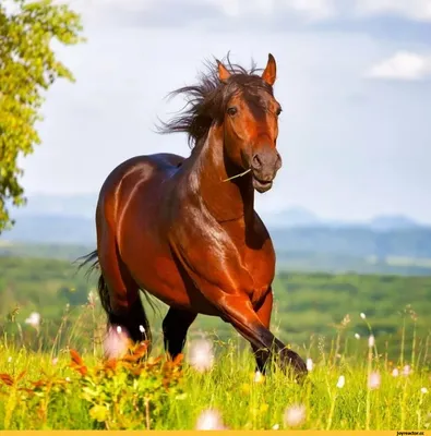 Лошадь Природа - Бесплатное фото на Pixabay - Pixabay